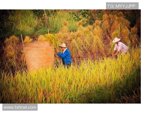 足球农村的崛起与发展探索助力乡村振兴的新路径与新机遇